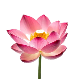 Pictogramme ingrédient olfactif : Lotus Leaf