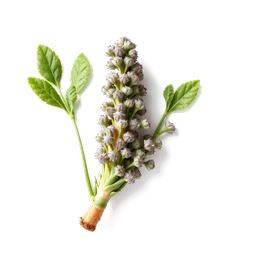 Note olfactive de tête Lovage Root dans le parfum Koi Suru Hito