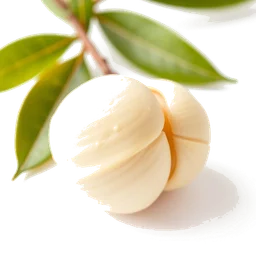 Note olfactive de cœur macadamia dans le parfum Black Essential Leather