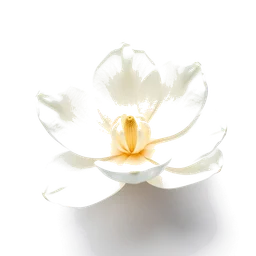 Note olfactive de cœur magnolia blanche dans le parfum Paul Smith Floral