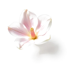 Pictogramme ingrédient olfactif : Magnolia brooklynensis