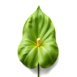 Note olfactive de tête Magnolia Leaf dans le parfum My St Moritz Lakeside Bliss
