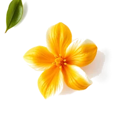 Note olfactive de tête Mandarin Orange Blossom dans le parfum Oud Mandarin Intense