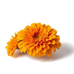 Pictogramme ingrédient olfactif : Marigold