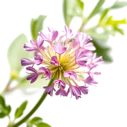 Pictogramme ingrédient olfactif : Melilot or Sweet Clover