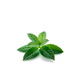 Pictogramme ingrédient olfactif : Menthol