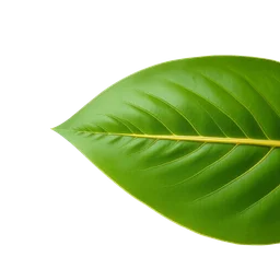 Pictogramme ingrédient olfactif : Michelia leaf