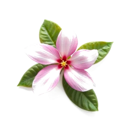Pictogramme ingrédient olfactif : Moroccan Jasmine