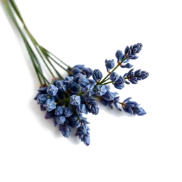 Note olfactive de cœur muscari marocain dans le parfum Diorella