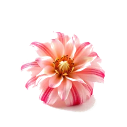 Note olfactive de fond Musk Mallow dans le parfum Néroli Outrenoir Hair Mist