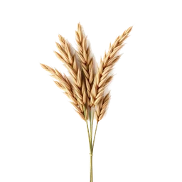 Pictogramme ingrédient olfactif : Nut Grass