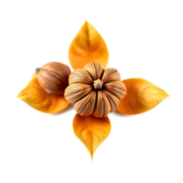 Pictogramme ingrédient olfactif : Nutmeg Flower
