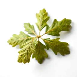 Pictogramme ingrédient olfactif : Oak Leaves