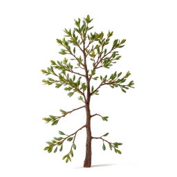 Pictogramme ingrédient olfactif : Oak Tree