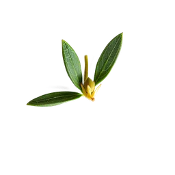 Note olfactive de cœur Olive flower dans le parfum Couple In Love For Men