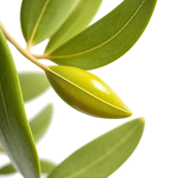 Pictogramme ingrédient olfactif : Olive Leaf
