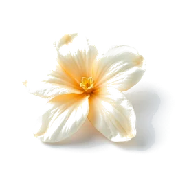 Pictogramme ingrédient olfactif : Orange Blossom