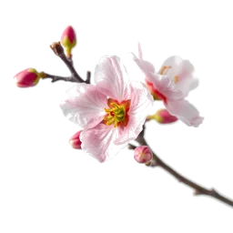 Pictogramme ingrédient olfactif : Orchard Blossom