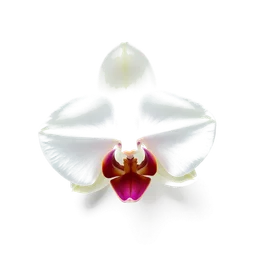 Pictogramme ingrédient olfactif : Orchid Leaf