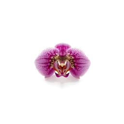 Pictogramme ingrédient olfactif : Orchid Pink Leopard