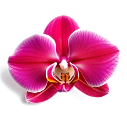 Note olfactive de cœur orchidée papillon dans le parfum Heat Wild Orchid