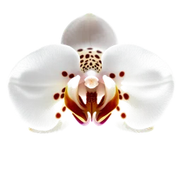 Note olfactive de tête orchidée rose léopard dans le parfum Art Ekspresija Art Expression