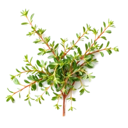 Note olfactive de tête oregano dans le parfum Leather