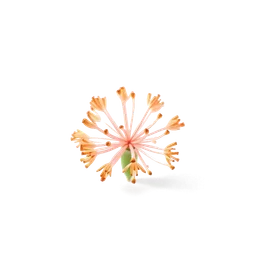 Note olfactive de cœur ornithogalum dans le parfum Seta