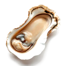 Pictogramme ingrédient olfactif : Oysters