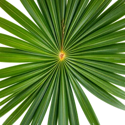 Pictogramme ingrédient olfactif : Palm Leaf