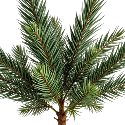 Note olfactive de cœur Palo Verde Tree dans le parfum Easy Way of Life