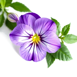 Pictogramme ingrédient olfactif : Pansy