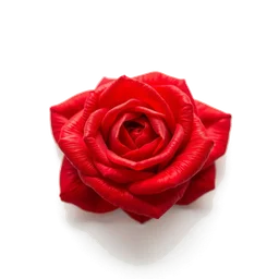 Note olfactive de fond paprika rose dans le parfum Liz