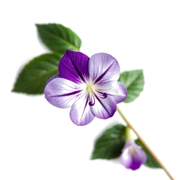 Pictogramme ingrédient olfactif : Parma Violet