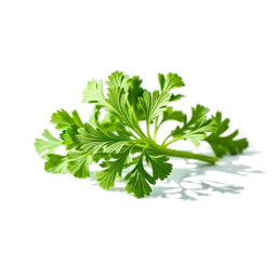 Pictogramme ingrédient olfactif : Parsley