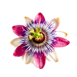Pictogramme ingrédient olfactif : Passion Flower
