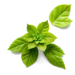 Note olfactive de cœur Patchouli (Green) dans le parfum Devil’s Breath