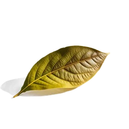Pictogramme ingrédient olfactif : Patchouli Leaf