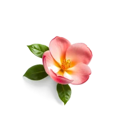 Pictogramme ingrédient olfactif : Peach Blossom