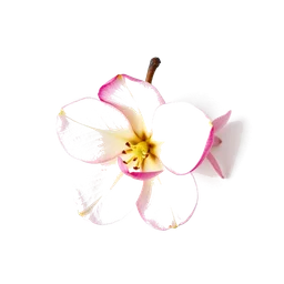 Pictogramme ingrédient olfactif : Pear Blossom