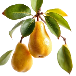 Pictogramme ingrédient olfactif : Pear Tree