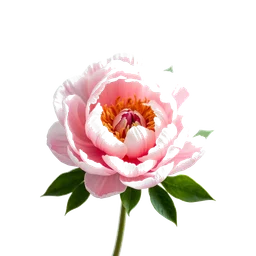 Note olfactive de cœur peonie sauvage dans le parfum Pret A Porter