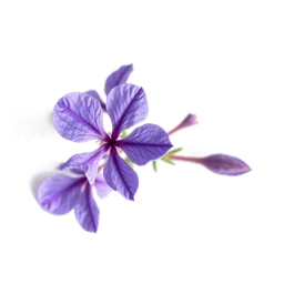 Note olfactive de cœur periwinkle dans le parfum Agent Provocateur Lace