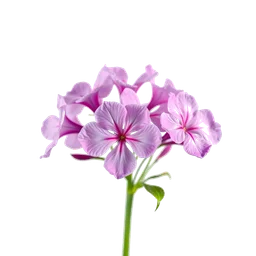Pictogramme ingrédient olfactif : Phlox