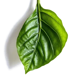 Pictogramme ingrédient olfactif : Pimento Leaf
