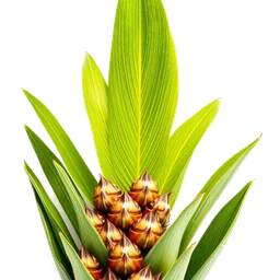 Pictogramme ingrédient olfactif : Pineapple Leaf