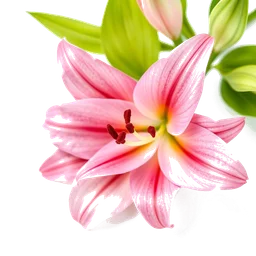 Pictogramme ingrédient olfactif : Pink Lily