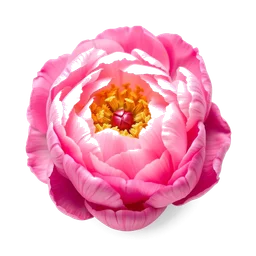 Pictogramme ingrédient olfactif : Pink Peony