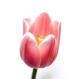 Pictogramme ingrédient olfactif : Pink tulip