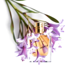 Note olfactive de cœur pinophyle dans le parfum Unexplored Noir